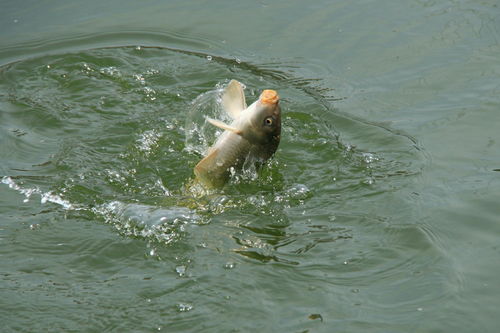 春节期间钓鱼有哪些有效的垂钓技巧 春节期间钓鱼的几个注意事项