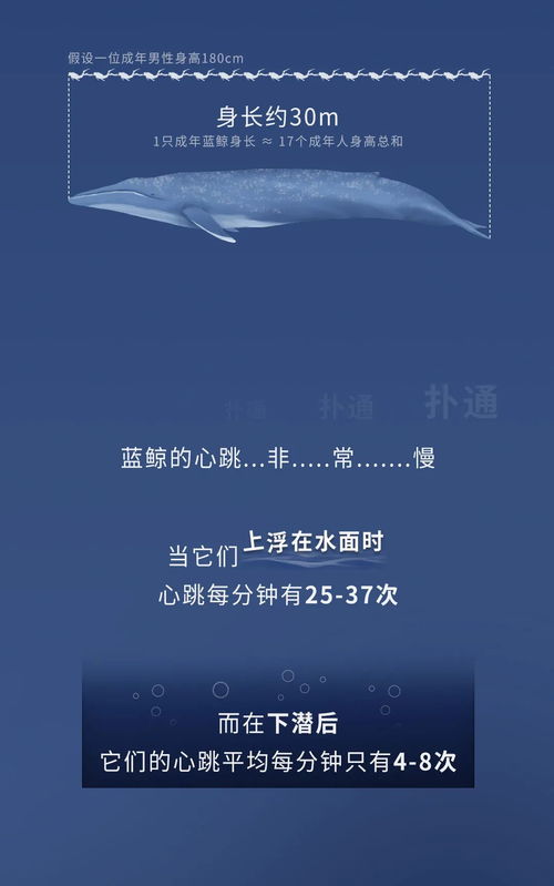 蓝鲸的一生