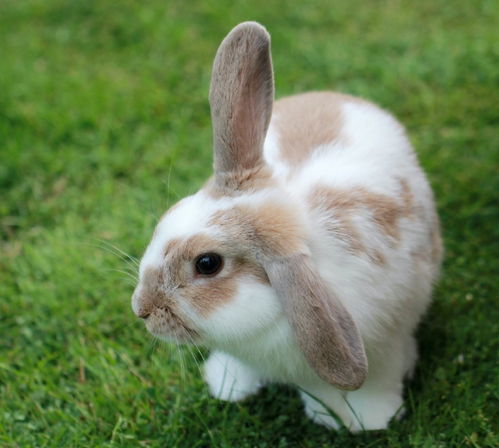小白兔宠物怎么养 宠物兔子怎么养