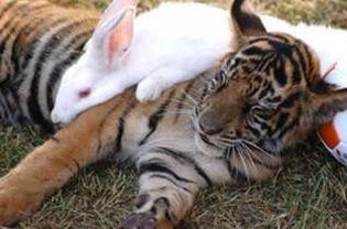 老虎和兔子联系在一起你会想到什幺场面呢 ..