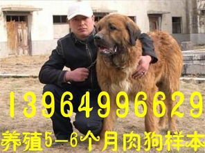 黑龙江齐齐哈尔哪里有肉狗养殖基地 