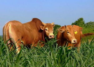 黄牛养殖前景如何 养黄牛国家有补贴吗