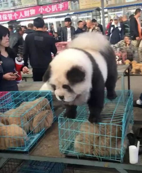 卖 熊猫 为了引人注目真是花招百出