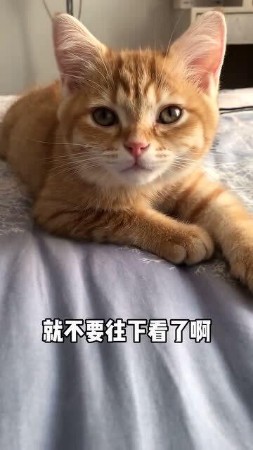 建议没有养猫的,就不要往下看了 