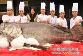 近700斤重石斑鱼现身广东东莞市大朗镇