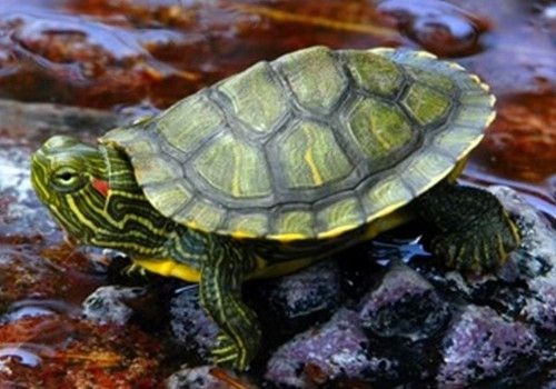 我家养的小乌龟不愿动也不吃东西是什么原因 乌龟的寿命长