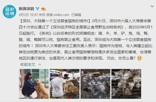 深圳立法禁食猫狗 是文明的进步,还是道德的绑架