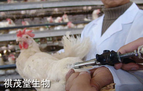 鸡大肠杆菌的感染症状及病因,肉鸡养殖中鸡得了大肠杆菌病，该如何防治