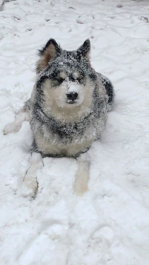 好像很好玩的样子 雪橇犬名字不白来哈你们怎么看 