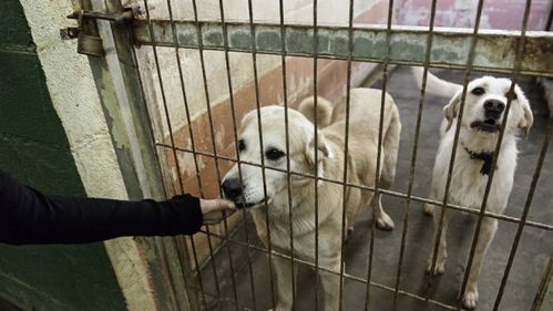 济南拟收取养犬管理服务费,个人养犬初始登记收费300元 只