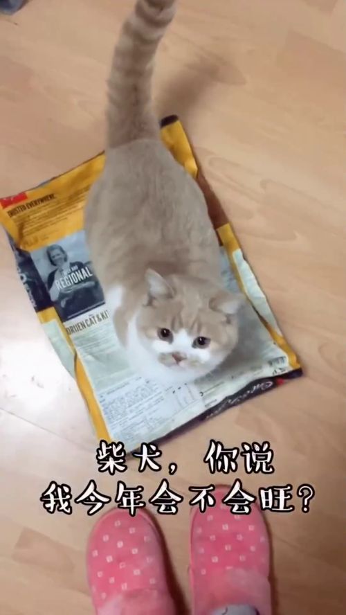 猫咪叫一声,主人会很开心,网友 这怕是一只假猫吧,太可爱了 