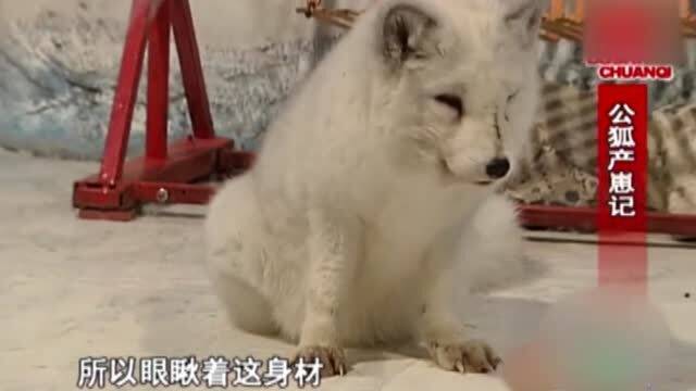 被称为雪地精灵的北极狐,被饲养员养的一天胖一圈,饲养员直呼都没个狐样了 