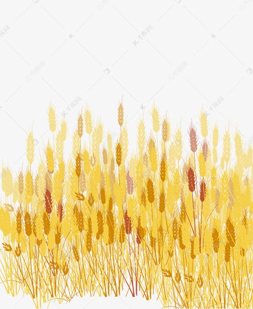 金黄色的小麦素材图片免费下载 千库网 