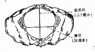 中骨盆后矢状径图 信息评鉴中心 酷米资讯 Kumizx Com