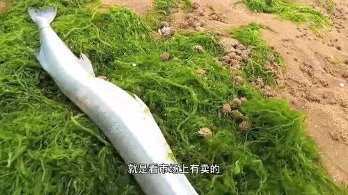 赶海发现成片成片的 草坪 沙滩上收获一条满嘴是牙齿的鱼 