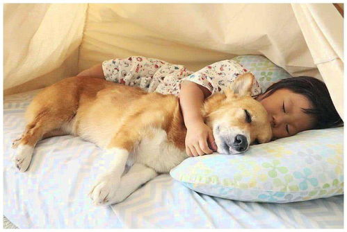 狗子的5种 睡姿 ,代表着不同的含义,你家是哪种