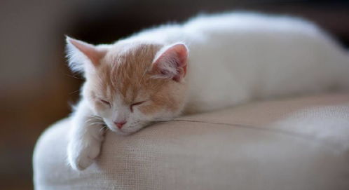 猫咪为什么喜欢和人一起睡觉 看完心里暖暖的