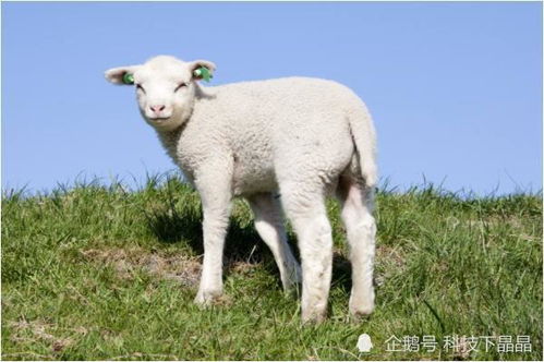 1991年出生的属羊人,在年底将会喜事连连,事业达到人生顶峰