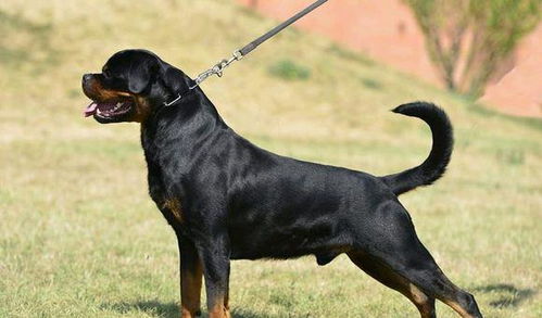 酷酷的铁包金形态,极具视觉美感的罗威纳犬