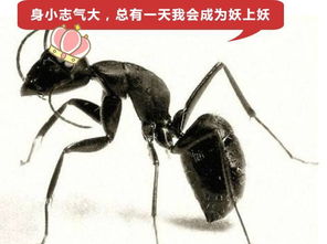 中国神话界为什么没有苍蝇蚊子蔬菜水果成精 