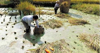 浙江德清鳖塘里种生态米,赚了