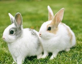 兔和什么生肖相冲最凶,兔与什么属相相克相冲