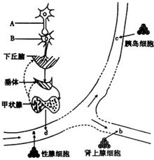 如图是人体部分组织示意图,a b c d代表人体内的不同激素,则相关叙述不正确的是 A.当人体受到寒冷刺激时,兴奋只由A传到B,而不能由B传到A的原因是神经递质只能由突触前膜释放 