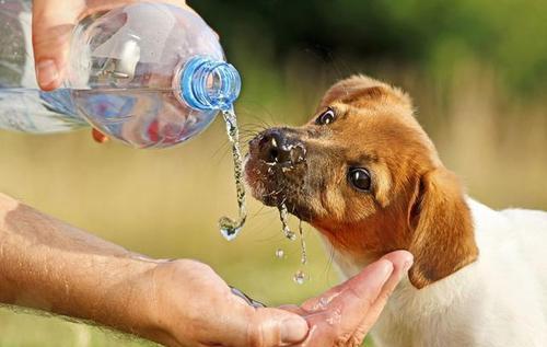 7种 水 ,不要给狗狗喝,可能会要了狗命