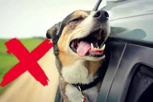 带狗子自驾出行,怎样才能拉风又安全