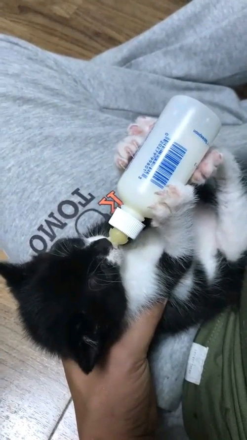 给小猫咪喂奶,一天最少三瓶,快要养不起了 