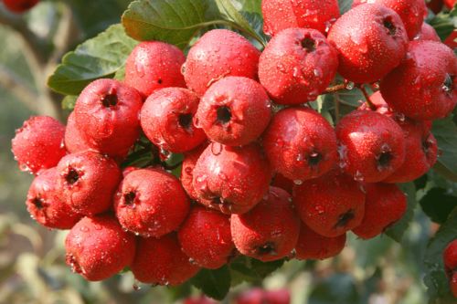 深秋季节有哪些时令水果呢 年丰大当家 冬枣山楂荸荠石榴等