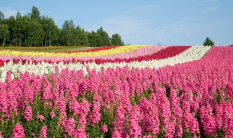 鲁冰花开满北海道山野 似彩虹地毯