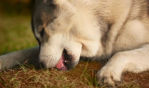狗狗为什么会 吃土 它并不是傻了,而是这几个原因