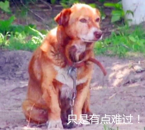 泪奔 狗狗被主人用铁链锁了12年,得到解救后它却仅活了16天