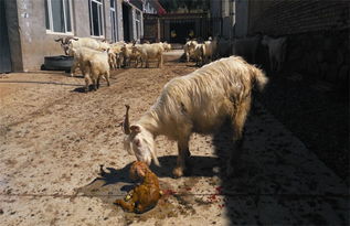 母羊有孕可以喂青霉素吗