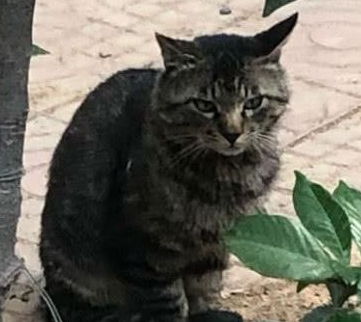 流浪猫溜进院子里,怎么也赶不走,得知原因后女孩被它感动