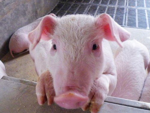 为什么猪看起来体肥肉多,是人类捕食的对象,但是却没有灭绝 