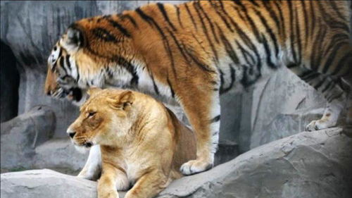 狮子和老虎杂交有何意义 专家给出了不同意见 