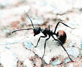 研究称蚂蚁对巢穴的挑剔程度令人类汗颜 