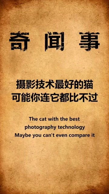 连猫的摄影技术都比你好,你该努力了 