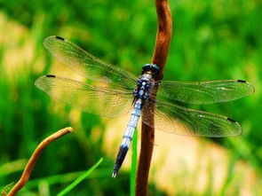 蜻蜓的生活习性,蜻蜓的生活特点与生长环境