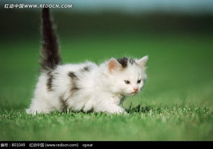 草地上的可爱小猫图片免费下载 编号801049 红动网 