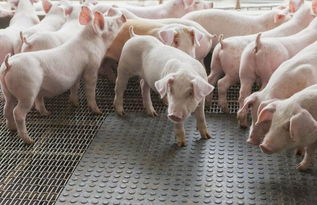 养猪人注意了 这8项补贴不分养殖规模均可获得,百元到百万不等 