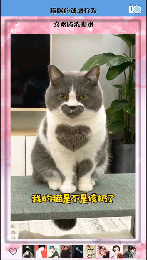 猫咪的迷惑行为,喜欢喝洗脚水 