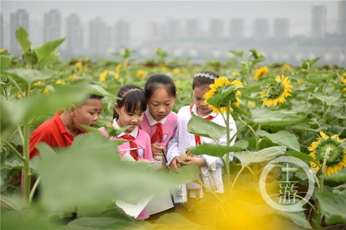 重庆这群小学生在教学楼楼顶种出了一片向日葵花海