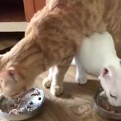 猫咪的吃饭逻辑... 