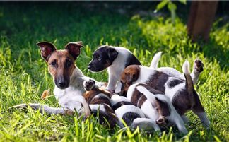 增强宠物免疫力的8种方法 预防宠物生病超有效