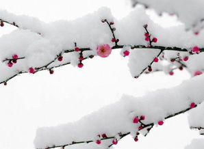关于冬天景物的诗句古诗,冬天的景物的诗句,含有冬天景物的诗句