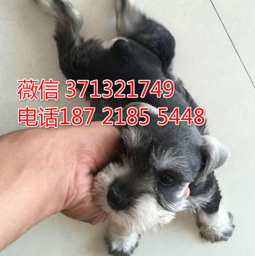 雪纳瑞犬出售 北京犬舍 雪纳瑞狗狗 迷你型 太原犬舍
