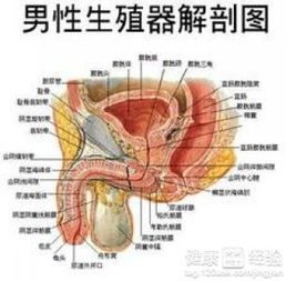 男人生殖感染有哪些类型